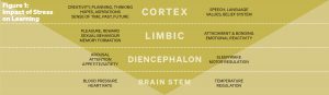 Impact of Stress on Learning